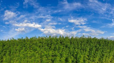 Mavi bulutlu gökyüzü ile güzel yeşil manzara