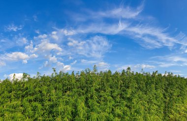 Mavi bulutlu gökyüzü ile güzel yeşil manzara