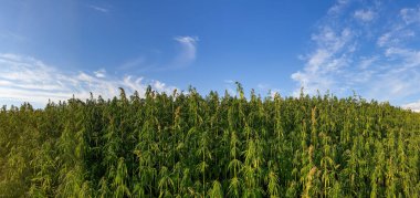 Mavi bulutlu gökyüzü ile güzel yeşil manzara