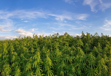 Mavi bulutlu gökyüzü ile güzel yeşil manzara