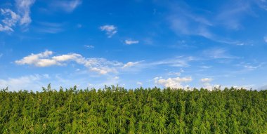 Mavi bulutlu gökyüzü ile güzel yeşil manzara