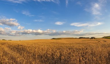 Mavi bulutlu gökyüzünün altındaki buğday tarlasının manzarası