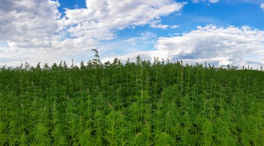 Mavi bulutlu gökyüzü ile güzel yeşil manzara