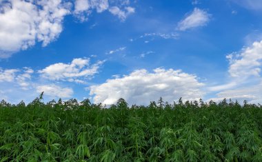 Mavi bulutlu gökyüzü ile güzel yeşil manzara