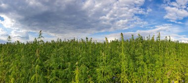 Mavi bulutlu gökyüzü ile güzel yeşil manzara