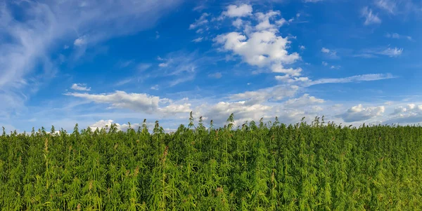 Esrar mavi bulutlu gökyüzünün altında büyüyor