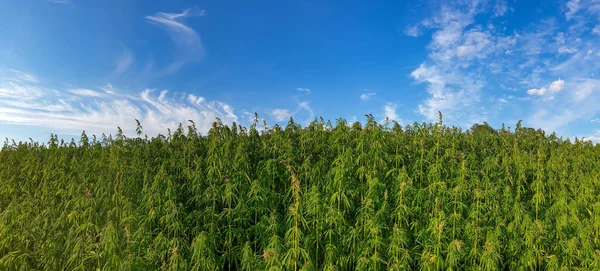 Mavi bulutlu gökyüzü ile güzel yeşil manzara