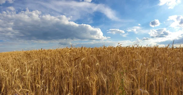 Vista Panorámica Del Campo Trigo Bajo Cielo Azul Nublado — Foto de Stock