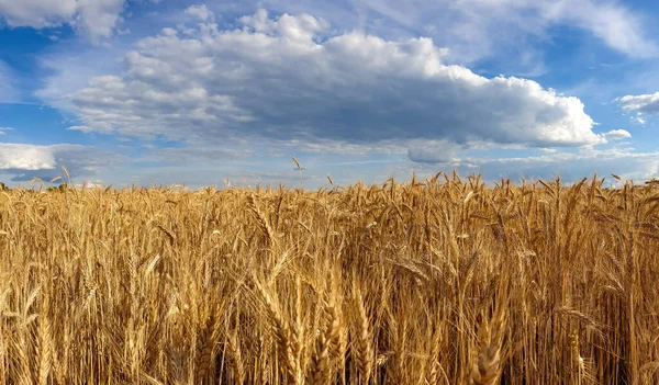 Vista Panorámica Del Campo Trigo Bajo Cielo Azul Nublado — Foto de Stock