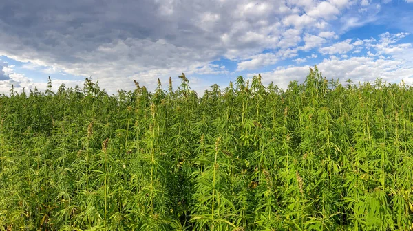 Malerischer Blick Auf Schöne Grüne Szene Mit Blauem Bewölkten Himmel — Stockfoto