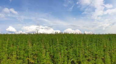 Mavi bulutlu gökyüzü ile güzel yeşil manzara