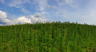 Mavi bulutlu gökyüzü ile güzel yeşil manzara