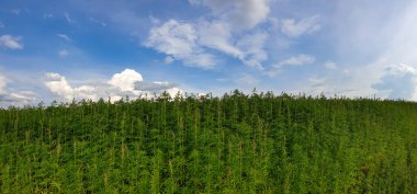 Mavi bulutlu gökyüzü ile güzel yeşil manzara