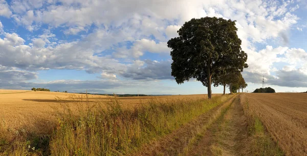 Vista Panorámica Del Campo Trigo Bajo Cielo Azul Nublado —  Fotos de Stock