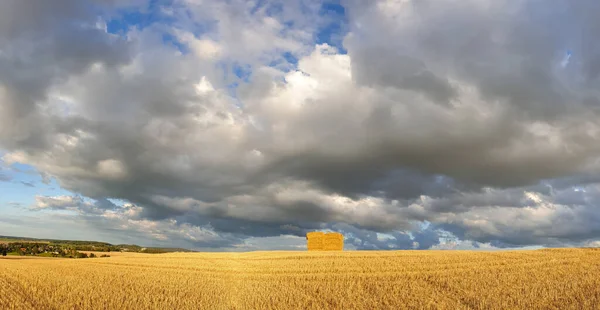 青空の下の小麦畑の風景 — ストック写真