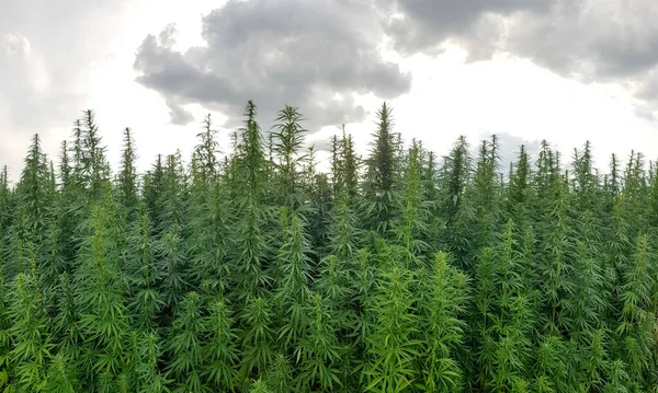 Cannabis Che Cresce Sotto Cielo Nuvoloso — Foto Stock