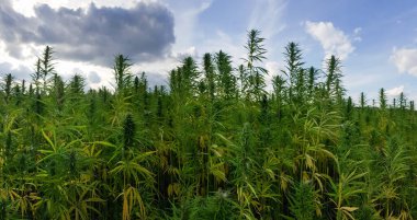 Esrar bulutlu gökyüzü altında büyüyor