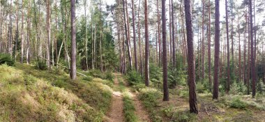 bulutlu bir gökyüzünün altındaki doğal manzara manzarası