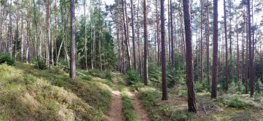 bulutlu bir gökyüzünün altındaki doğal manzara manzarası