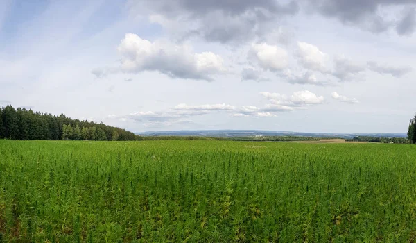 Malebný Pohled Krásnou Zelenou Scénu Modrým Oblačným Nebem — Stock fotografie