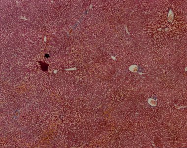 Soyut duvar kağıdı, hücre dokusu mikroskobu.