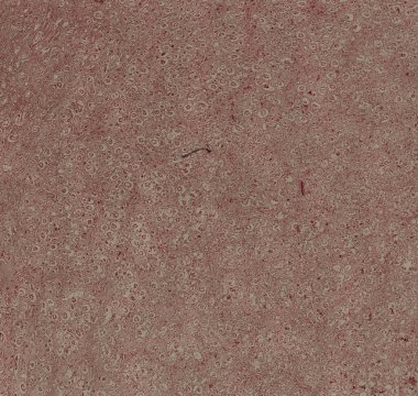 Soyut duvar kağıdı, hücre dokusu mikroskobu.