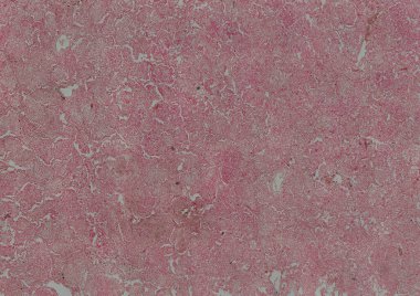 Soyut duvar kağıdı, hücre dokusu mikroskobu.