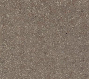 Soyut duvar kağıdı, hücre dokusu mikroskobu.