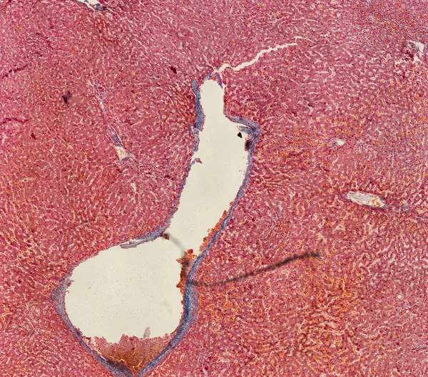 Papier Peint Abstrait Cellules Tissu Microscope Shot — Photo