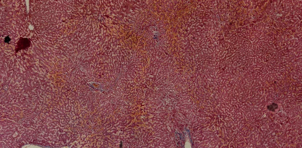 抽象壁纸 细胞组织显微镜拍摄 — 图库照片