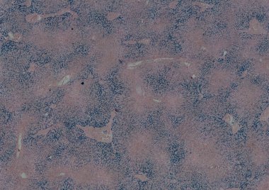 Soyut duvar kağıdı, hücre dokusu mikroskobu.