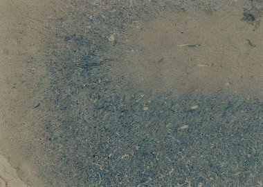 Soyut duvar kağıdı, hücre dokusu mikroskobu.