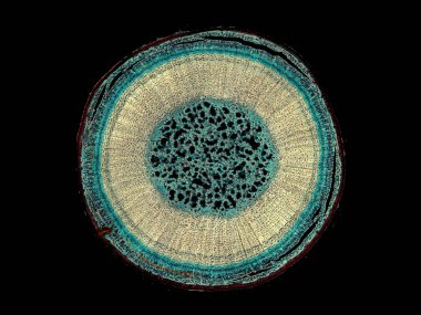 Karanlık arkaplanda soyut hücre elemanının mikroskop görüntüsü