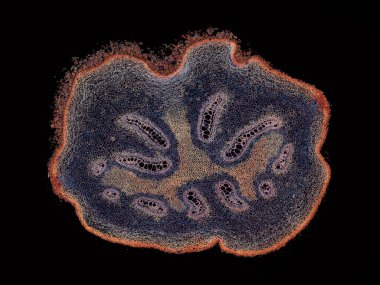 Karanlık arkaplanda soyut hücre elemanının mikroskop görüntüsü