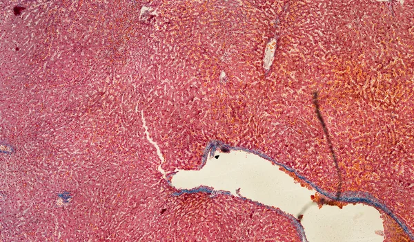 Soyut Duvar Kağıdı Hücre Dokusu Mikroskobu — Stok fotoğraf