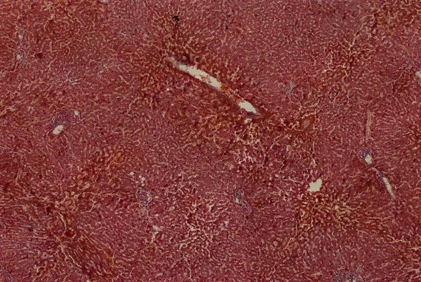 Абстрактні Шпалери Мікроскоп Тканини Клітин — стокове фото