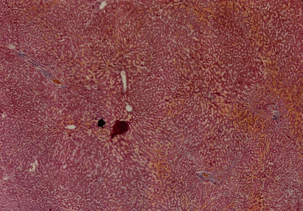 Abstraktní Tapeta Snímek Buněčného Mikroskopu — Stock fotografie