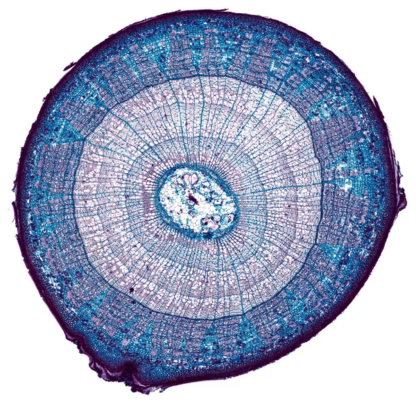지구를 배경으로 요소의 현미경 — 스톡 사진