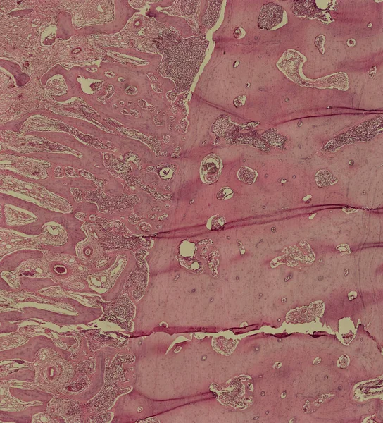 Abstrakcyjna Tapeta Mikroskop Komórkowy Strzał — Zdjęcie stockowe