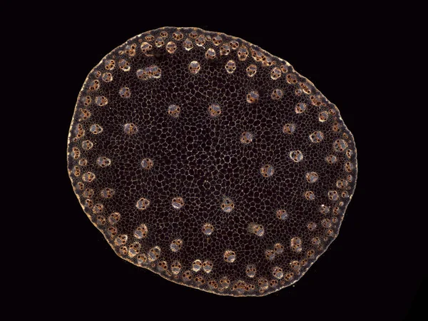 Mikroskop Záběr Abstraktního Prvku Buňky Tmavém Pozadí — Stock fotografie