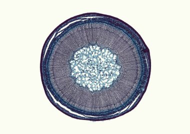 Bej arkaplanda soyut hücre elemanının mikroskop görüntüsü