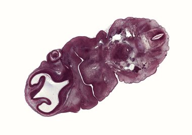 Bej arkaplanda soyut hücre elemanının mikroskop görüntüsü