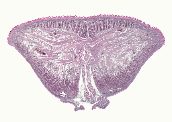 Мікроскопний Знімок Абстрактного Елемента Клітини Бежевому Фоні — стокове фото