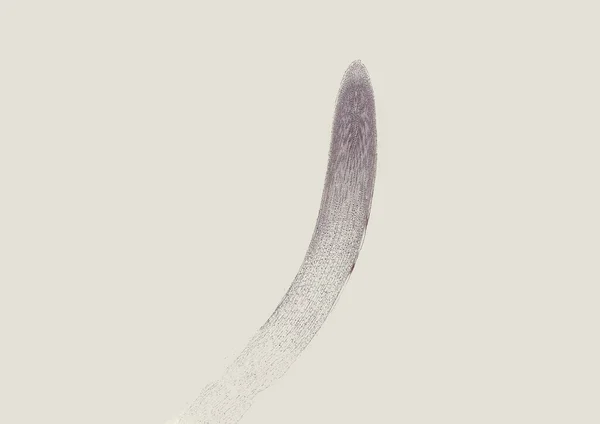 Mikroskopaufnahme Eines Abstrakten Zellelements Auf Grauem Hintergrund — Stockfoto