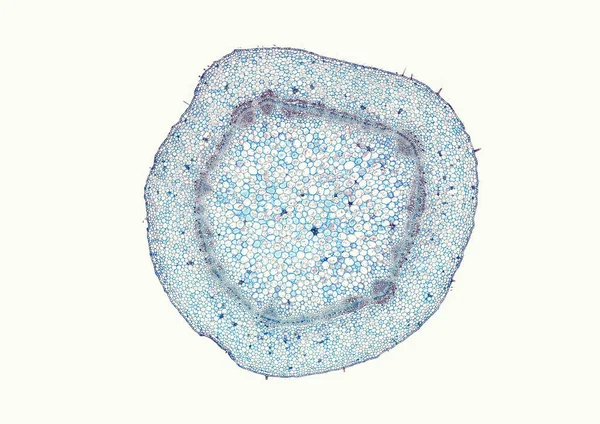 Bej Arkaplanda Soyut Hücre Elemanının Mikroskop Görüntüsü — Stok fotoğraf