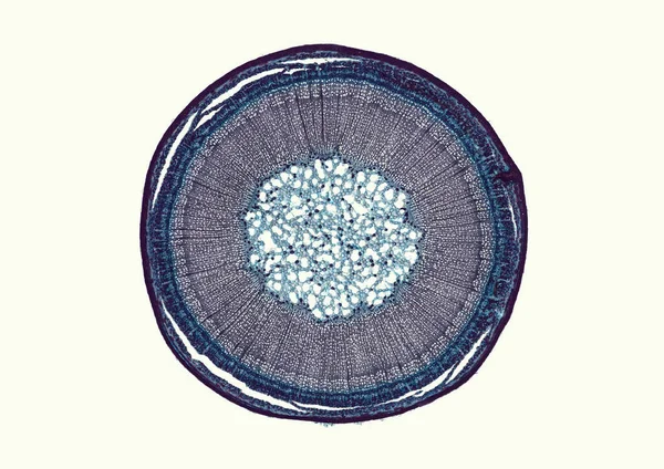 Microscopio Colpo Elemento Cellulare Astratto Sfondo Beige — Foto Stock