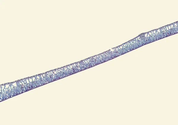 Μικροσκόπιο Λήψης Αφηρημένου Κυτταρικού Στοιχείου Μπεζ Φόντο — Φωτογραφία Αρχείου