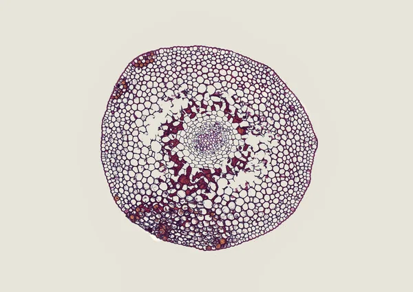 Gri Arkaplanda Soyut Hücre Elemanının Mikroskop Görüntüsü — Stok fotoğraf