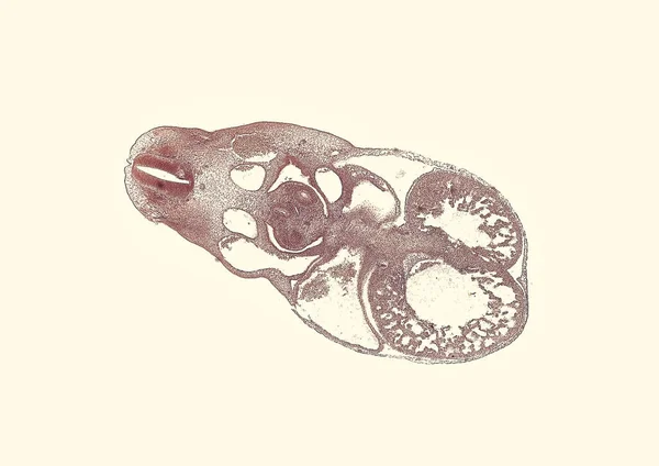 Bej Arkaplanda Soyut Hücre Elemanının Mikroskop Görüntüsü — Stok fotoğraf