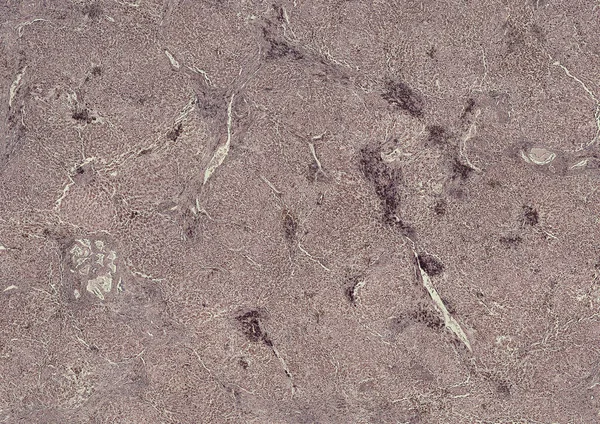 Abstrakt Tapet Celler Vävnad Mikroskop Skott — Stockfoto